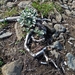 IJSLAND 300pic  0219