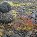 IJSLAND 300pic  0220