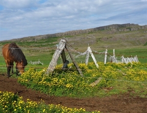 IJSLAND 300pic  0257