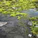 IJSLAND 300pic  0267