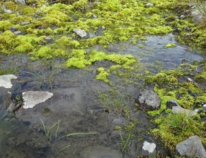 IJSLAND 300pic  0267