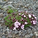 IJSLAND 300pic  0274