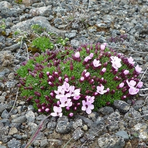 IJSLAND 300pic  0274