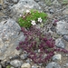 IJSLAND 300pic  0275