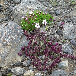 IJSLAND 300pic  0275