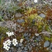 IJSLAND 300pic  0277
