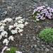 IJSLAND 300pic  0278