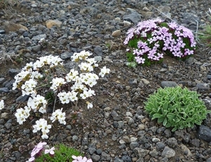 IJSLAND 300pic  0278