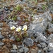 IJSLAND 300pic  0279