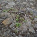 IJSLAND 300pic  0280