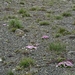 IJSLAND 300pic  0281