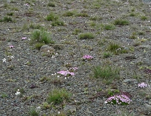 IJSLAND 300pic  0281