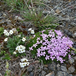 IJSLAND 300pic  0282