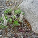 IJSLAND 300pic  0283