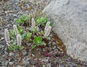 IJSLAND 300pic  0283