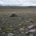 IJSLAND 300pic  0284