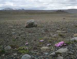 IJSLAND 300pic  0284