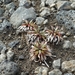 IJSLAND 300pic  0286