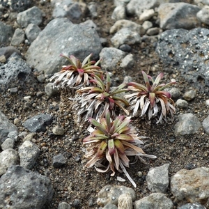 IJSLAND 300pic  0286