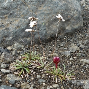 IJSLAND 300pic  0287