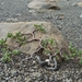 IJSLAND 300pic  0290