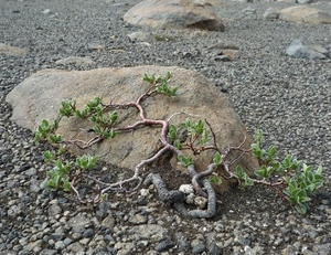 IJSLAND 300pic  0290