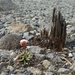 IJSLAND 300pic  0291