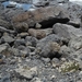 IJSLAND 300pic  0303