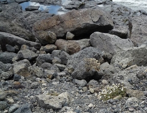 IJSLAND 300pic  0303
