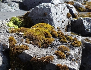 IJSLAND 300pic  0306