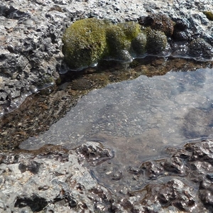 IJSLAND 300pic  0309