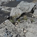IJSLAND 300pic  0310
