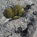IJSLAND 300pic  0311