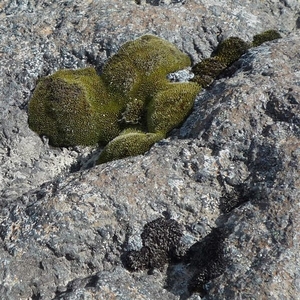 IJSLAND 300pic  0311