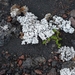 IJSLAND 300pic  0331