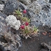 IJSLAND 300pic  0335