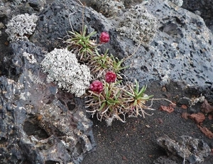 IJSLAND 300pic  0335