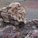 IJSLAND 300pic  0341