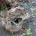 IJSLAND 300pic  0342
