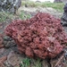 IJSLAND 300pic  0343