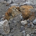 IJSLAND 300pic  0348