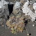 IJSLAND 300pic  0366