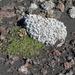 IJSLAND 300pic  0371