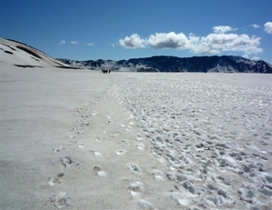 IJSLAND 300pic  0405