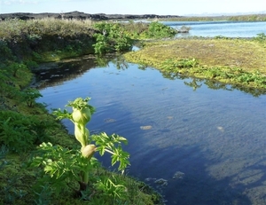 IJSLAND 300pic  0417