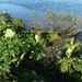 IJSLAND 300pic  0419