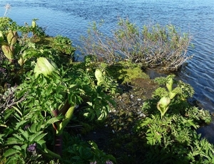 IJSLAND 300pic  0419