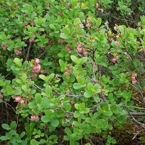 IJSLAND 300pic  0435