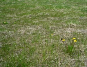 IJSLAND 300pic  0444