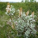 IJSLAND 300pic  0445